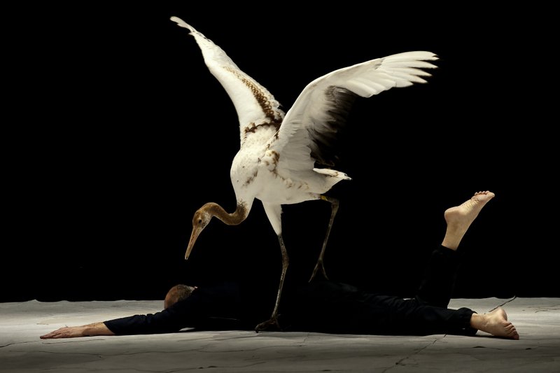 Light Birds, chorégraphie de Luc Petton © Virginie Pontisso