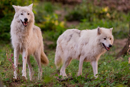 Loups blancs du parc de Courzieu © DR