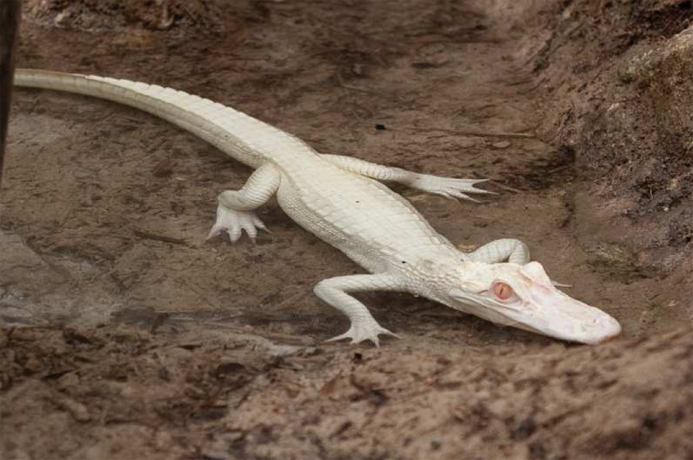 crocodile Albinos ()