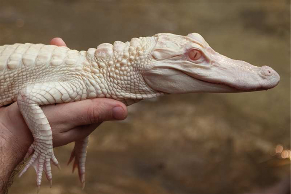 crocodile albinos 2 ()