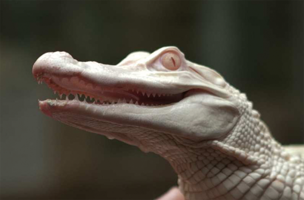 crocodile albinos 4 ()