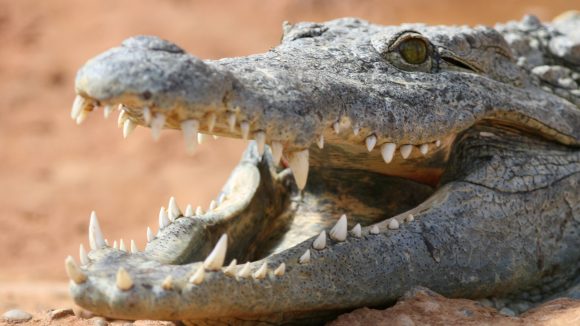 Crocodile du Nil gueule ouverte
