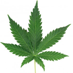 sticker-feuille-de-cannabis