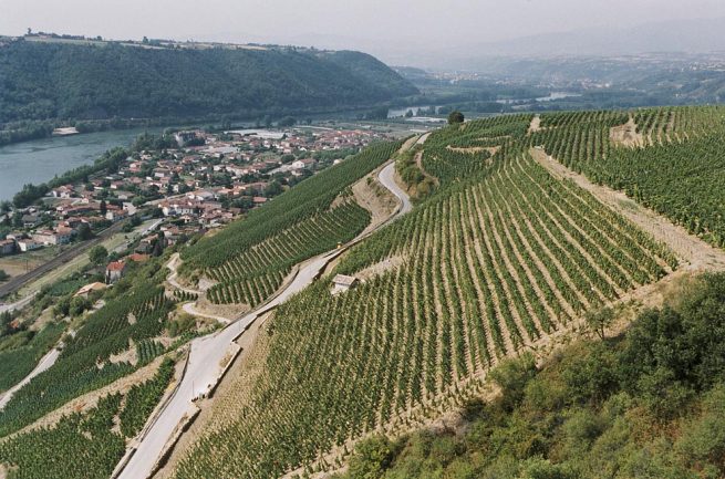 Vignes vallée du Rhône