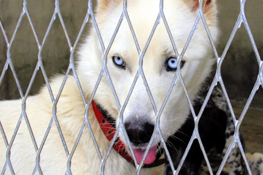 SPA Annulé à Paris, le Noël des animaux se tient au