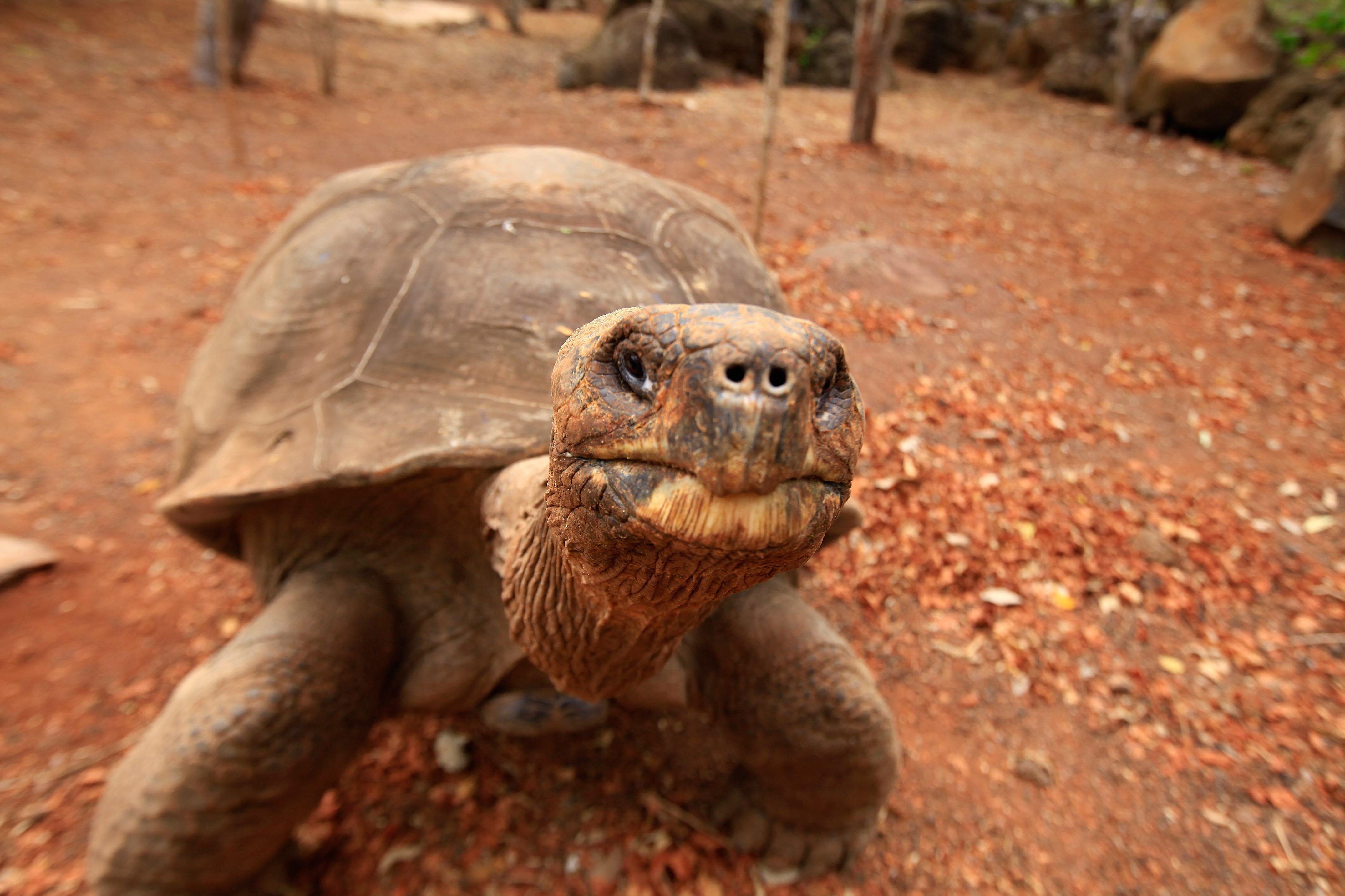 tortue () tortue ()