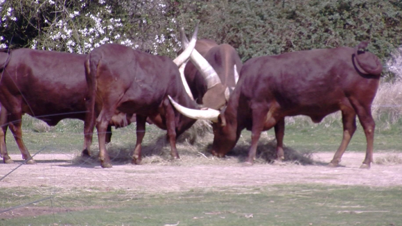 coulisses du zoo