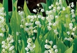 Muguet