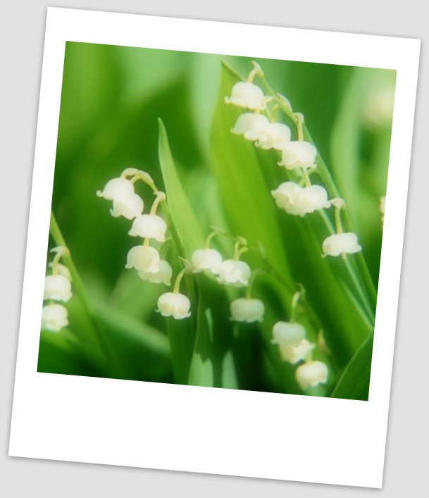 Muguet Polaroïd ()