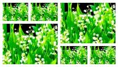 Muguet (montage)