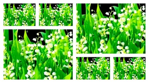 Muguet (montage)