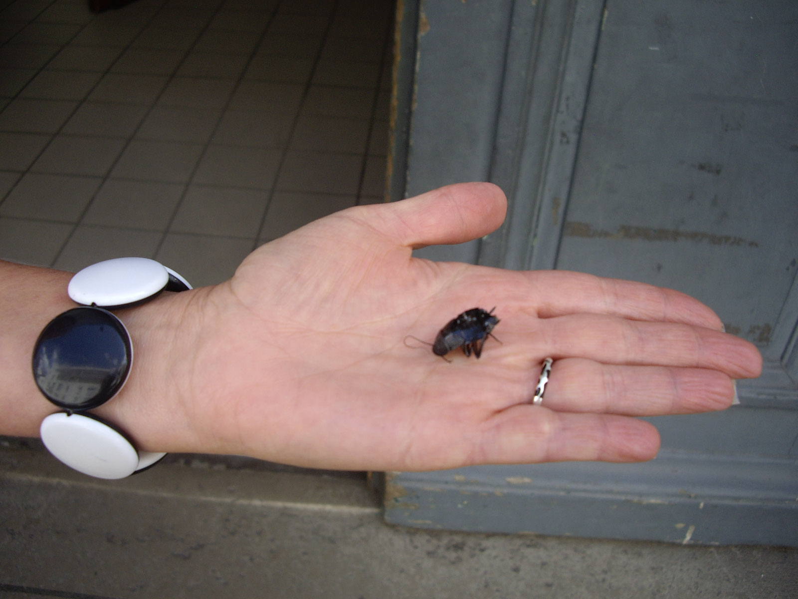 Au moins, les traitements anti-insectes fonctionnent Au moins, les traitements anti-insectes fonctionnent