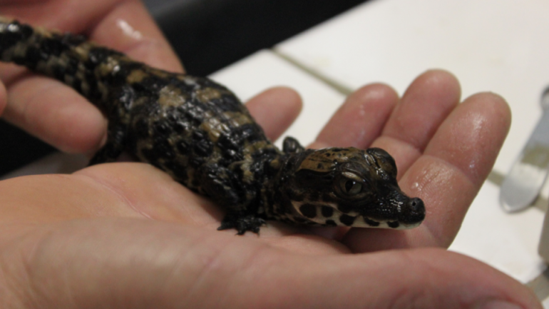 un jeune crocodile nain d'Afrique