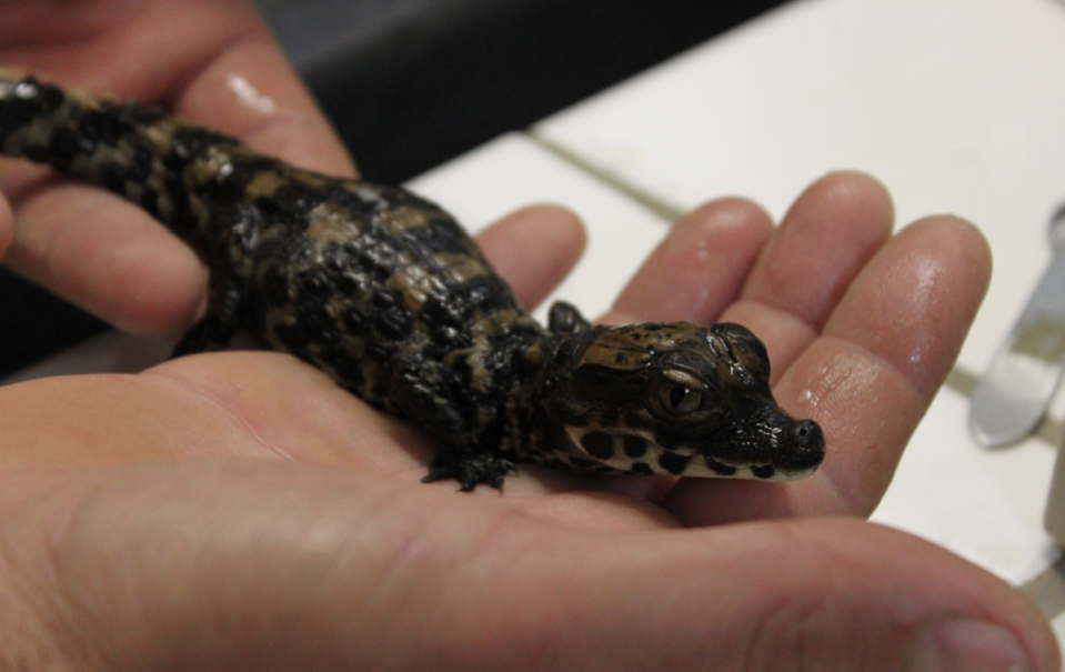 un jeune crocodile nain d'Afrique ()