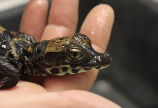 un jeune crocodile nain d'Afrique ()