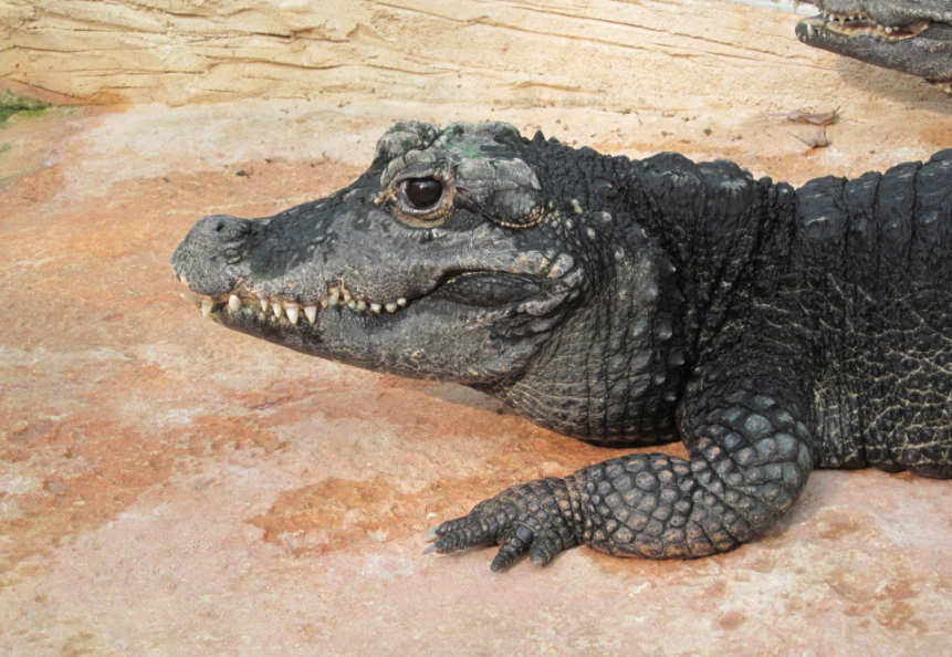 Un crocodile nain d'Afrique adulte () Un crocodile nain d'Afrique adulte ()
