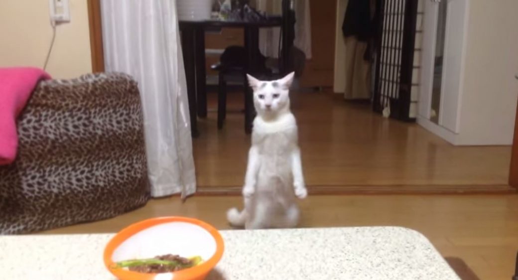 Vidéo Momotaro le chat qui marche debout et affole le web