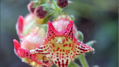 Kohleria allenii