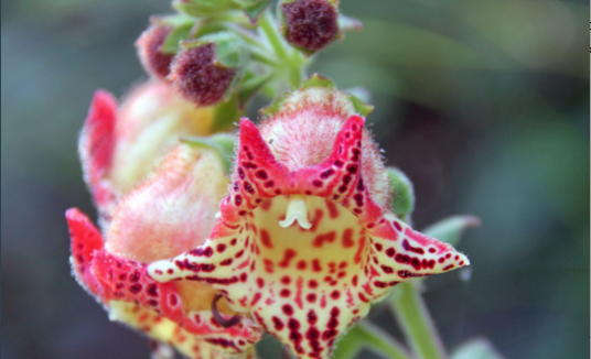 Kohleria allenii