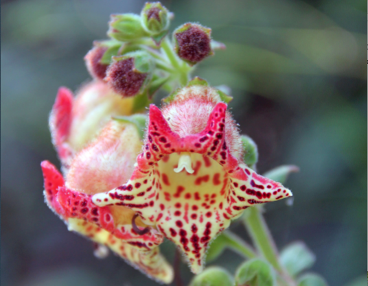 Kohleria allenii