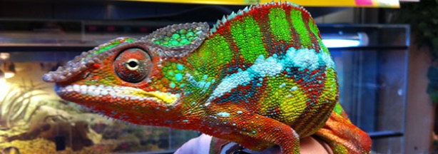 cameleon_retouche_0