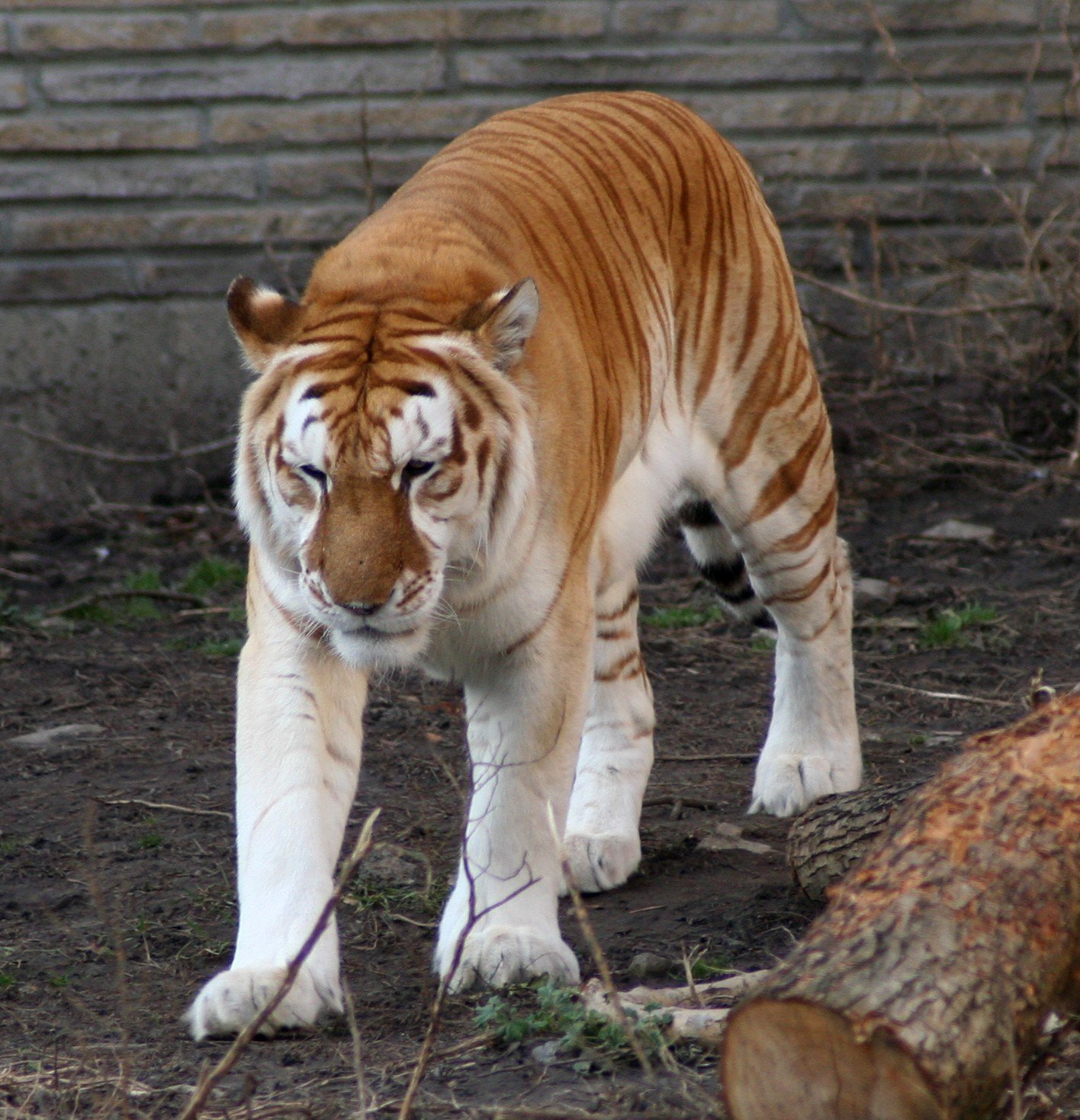 Golden Tiger ()