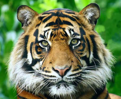 Tigre de Sumatra