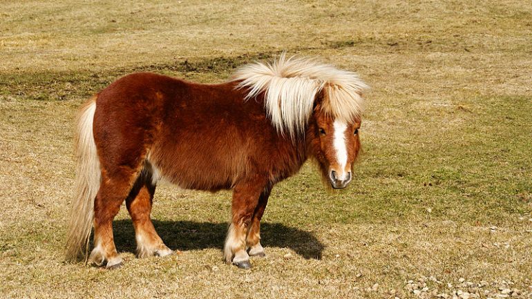 un poney shetland