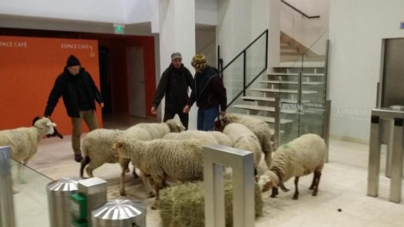 Des moutons dans les locaux de la Dreal