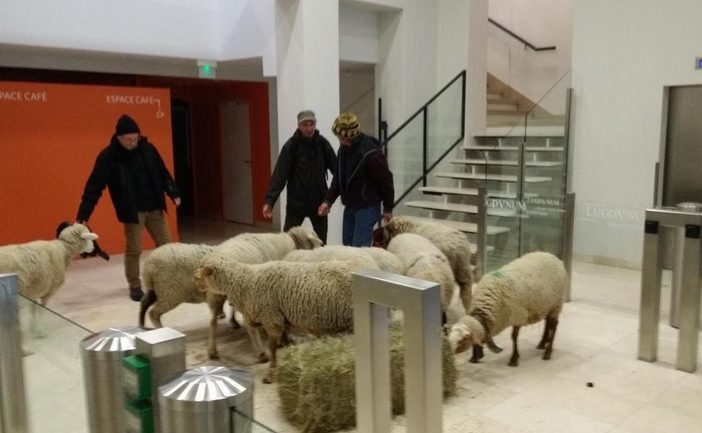 Des moutons dans les locaux de la Dreal