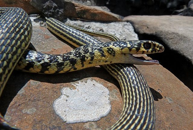 Superbe Capture D'un Serpent Naviguant Gracieusement Dans Son