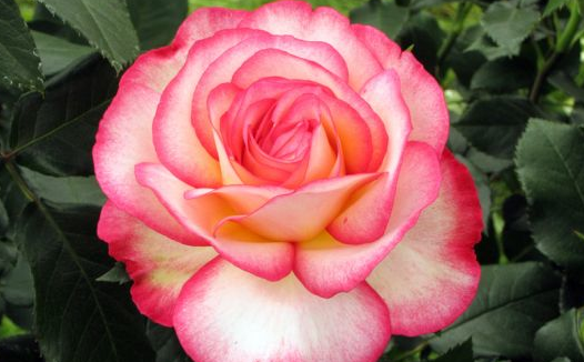 rose pour Lilou