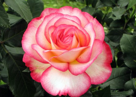 rose pour Lilou