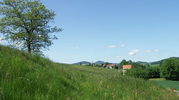 Allergie aux graminées