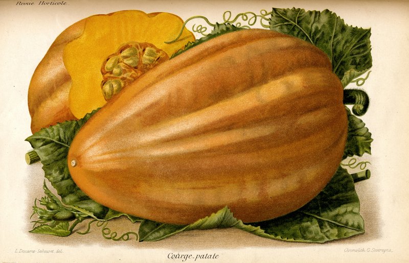 Courge patate Descamp-Sabouret, “Revue horticole” 1892. Bibliothèque du Jardin botanique de Lyon © DR Courge patate Descamp-Sabouret, “Revue horticole” 1892. Bibliothèque du Jardin botanique de Lyon © DR