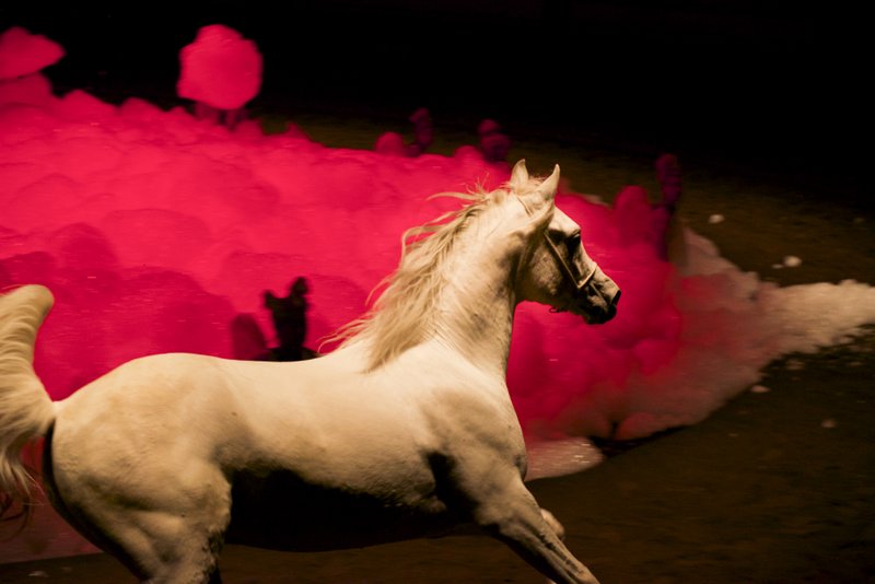 Zingaro – On achève bien les chevaux (élégies) © Hugo Marty Zingaro – On achève bien les chevaux (élégies) © Hugo Marty
