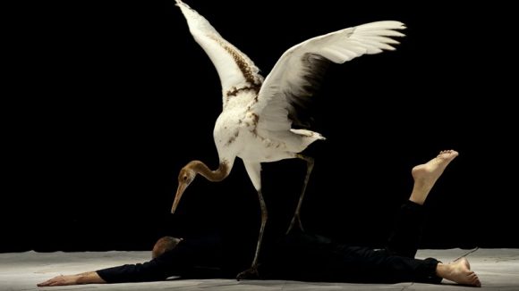 Light Birds Luc Petton duo
