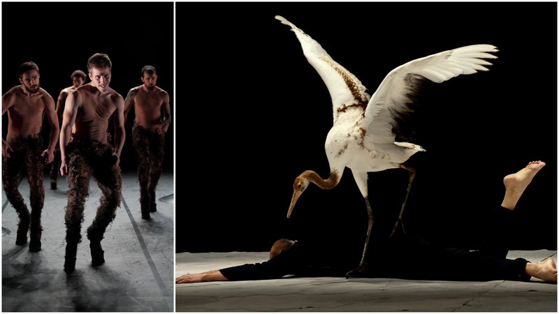 (H)ubris, chorégraphie de David Drouard, et Light Birds de Luc Petton © JL. Fernandez / V. Pontisso