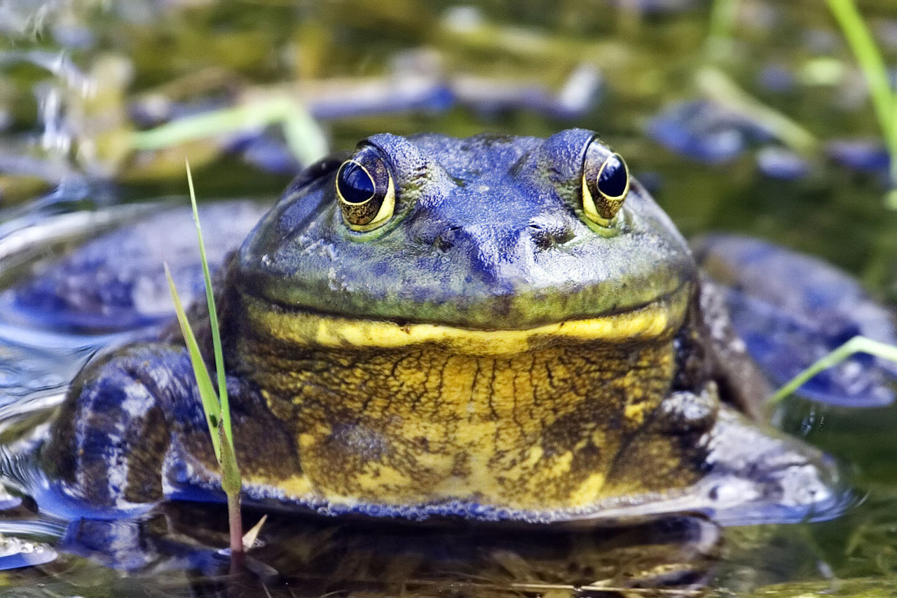 Ou Manger De Bonnes Cuisses De Grenouilles Autour De Lyon