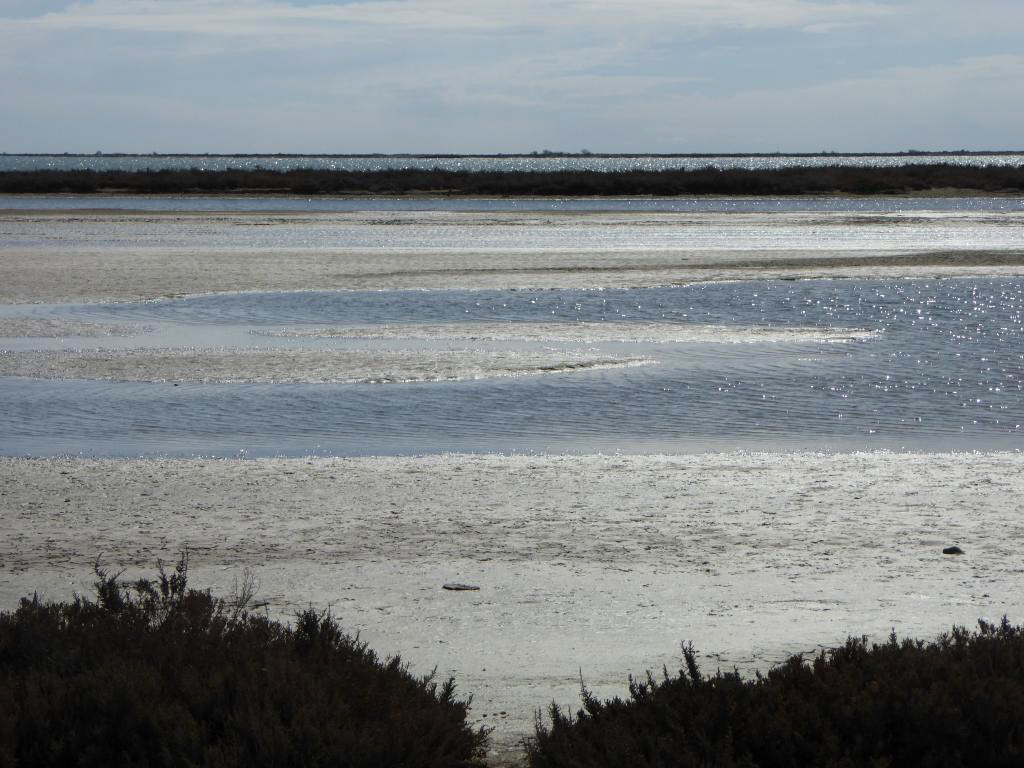 camargue Beauluc 14 Mars 053 () camargue Beauluc 14 Mars 053 ()