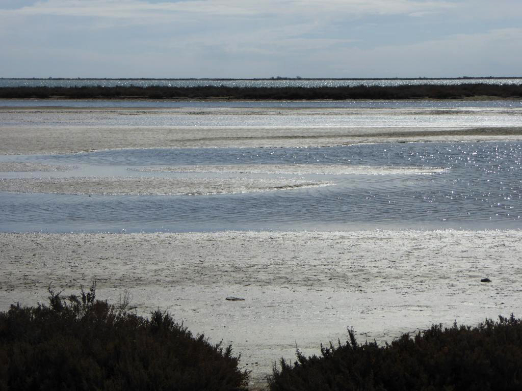 camargue Beauluc 14 Mars 053 ()