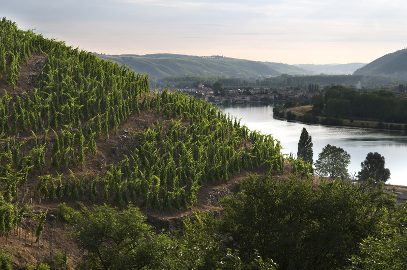 Le Rhône vu des vignes en terrasses, région de Condrieu © Xavier Pagès / Maison du tourisme du Pilat & Rhône Tourisme