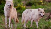 Loups parc de Courzieu (NE PAS REUTILISER CETTE IMAGE)