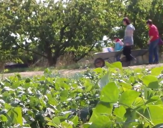 Cueillette à la ferme, à Fleurieux-sur-l’Arbresle (capture d’écran de la vidéo de présentation) © DR