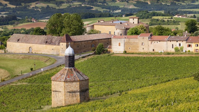 des vignes à Bagnols dans le beaujolais