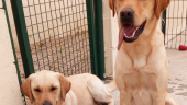 Natcho et Lully, deux chiens heureux ©CC