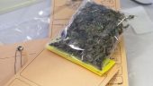 drogue herbe cannabis