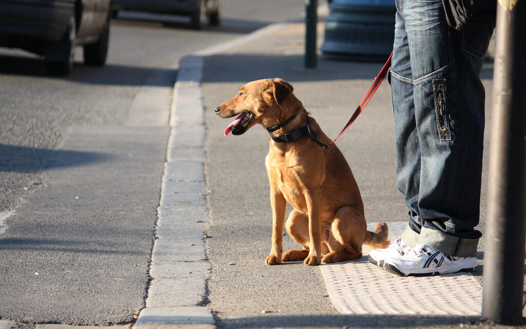 Woofest : le grand festival des chiens revient près de Lyon