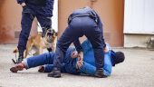 faits-divers arrestation chien