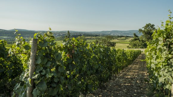 Vignobles des coteaux du Lyonnais © Tim Douet